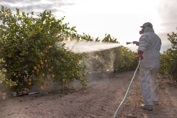 Best Pest Control Near Me  in Buhl, ID